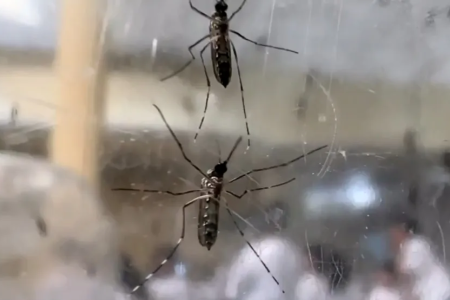 Sorocaba confirma terceira morte por dengue em 2024; cidade soma mais de 7 mil casos